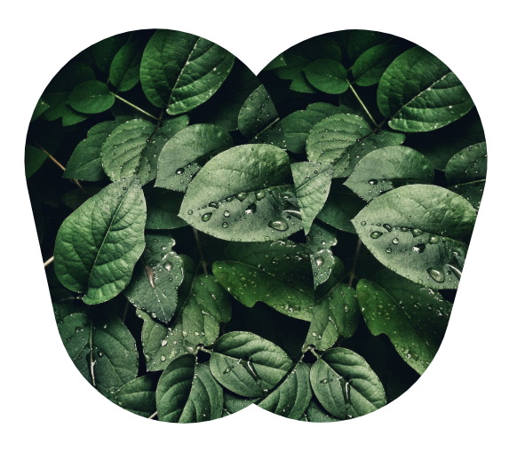 ECO Y